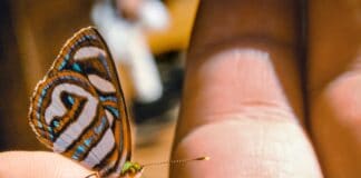 La Tua Storia Di Vita Può Cambiare Il Mondo: Parola Di Lisa Nichols [Contiene 11 Citazioni]