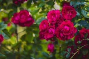 potatura delle rose