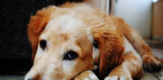Frasi sui Cani e 10 Lezioni di Vita che Puoi Imparare dal Tuo Cane