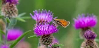 Cardo Mariano in Erboristeria: Tutti i Benefici e Proprietà Naturali