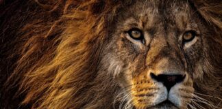 Come Superare il Dolore con l’Arte del Kintsugi