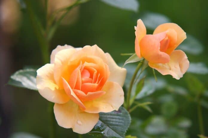 Potatura delle rose in autunno: guida per una fioritura rigogliosa in primavera