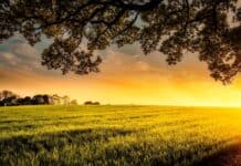 Un contadino indiano trova due diamanti nel suo campo e cambia la sua fortuna: valore di 46.000 dollari. Un contadino indiano trova due diamanti nel suo campo e cambia la sua fortuna: valore di 46.000 dollari.