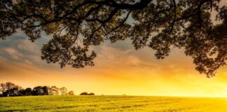 Un contadino indiano trova due diamanti nel suo campo e cambia la sua fortuna: valore di 46.000 dollari.