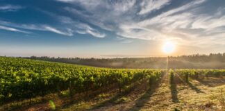 A breathtaking view of a vineyard in Tuscany with the sun rising, casting long shadows.