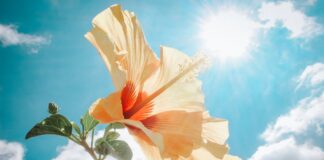 Una Storia Incredibile per Ricordarti Che la Vita è Straordinaria