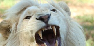 E Se Riuscissi a Gestire la Rabbia in 3 Semplici Passi?