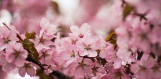 10 Cose che un Ciliegio in Fiore Può Insegnarti sulla Vita