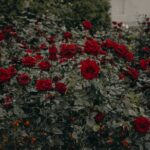 Photo by Irina Iriser