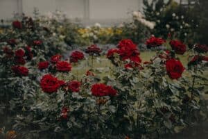 potatura delle rose