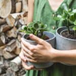 Albero di Giada: la pianta “indistruttibile” perfetta da regalare per la Festa della Donna L'albero di giada: Il segreto per una pianta che non muore mai