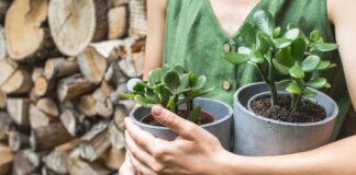 L'albero di giada: Il segreto per una pianta che non muore mai