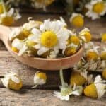 Benefici della camomilla al mattino al posto del caffè: ecco perché sempre più persone la scelgono Benefici della camomilla al mattino al posto del caffè: ecco perché sempre più persone la scelgono