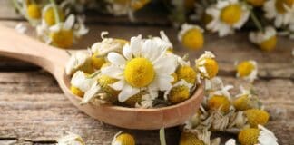 Benefici della camomilla al mattino al posto del caffè: ecco perché sempre più persone la scelgono Benefici della camomilla al mattino al posto del caffè: ecco perché sempre più persone la scelgono