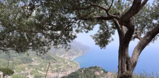 Le foglie di ulivo: un tesoro della natura per la salute che devi conoscere