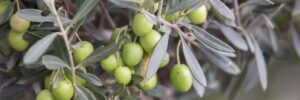 La coltivazione e la raccolta delle foglie di ulivo