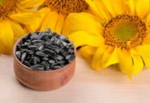 Semi di girasole: quando un cibo sano può diventare un rischio per la salute Semi di girasole: quando un cibo sano può diventare un rischio per la salute