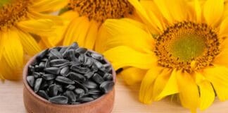Semi di girasole: quando un cibo sano può diventare un rischio per la salute