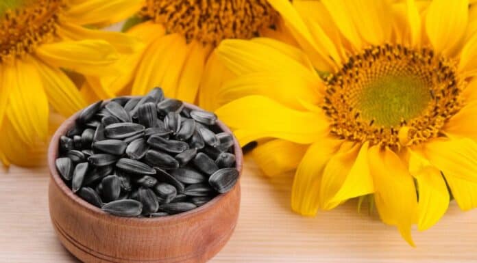 Semi di girasole: quando un cibo sano può diventare un rischio per la salute Semi di girasole: quando un cibo sano può diventare un rischio per la salute